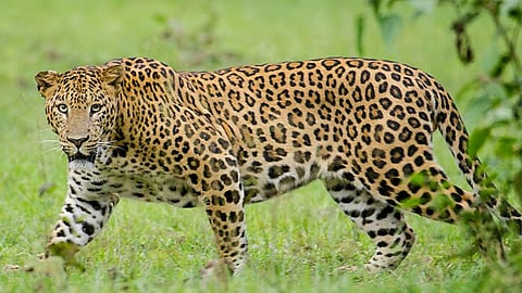 Leopard