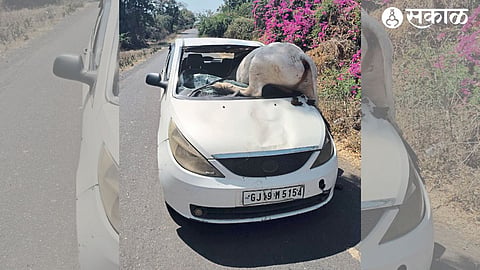 A bull stuck in the car by breaking the glass