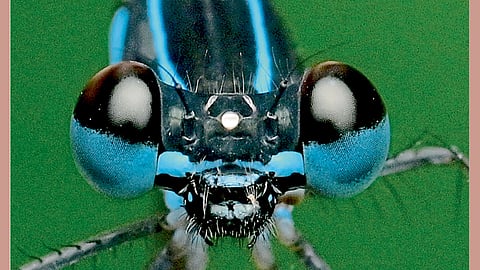 hirkani tachini