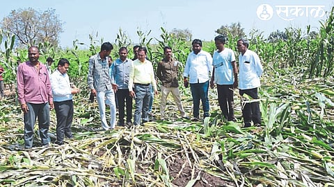 Tehsildar Sunil Saidane while inspecting the damaged farm. Neighbors Sagar Hire, Prakash Shinde and villagers.