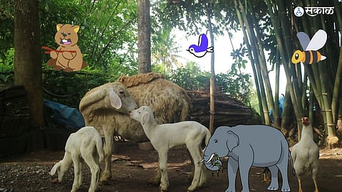 Pune people adopt 39 animals good response from citizens to adoption scheme