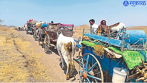 Herds of herdsmen during migration to Kalwan area.