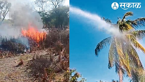 Burnt grass in the river bed. In the second photo, water from a fire extinguisher is sprayed on a coconut tree to put out the fire.