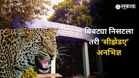 Leopard News