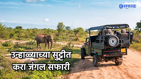 Jungle Safari