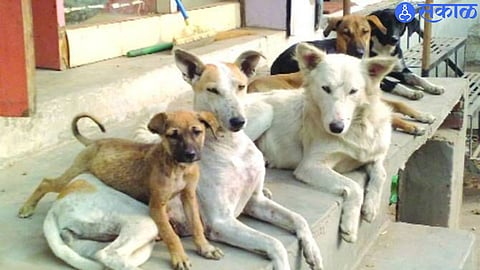 Dogs (file photo)