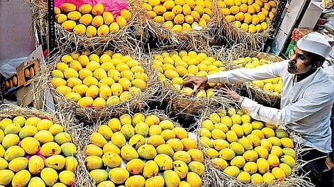 Alphonso Mango