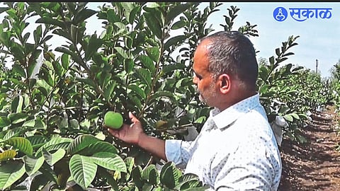 Farmer Bharat Boliz while showing the guavas in the field.