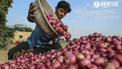 Onion Rates Fall