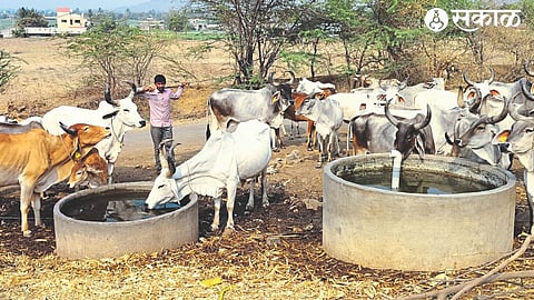 Water facility for animals made by a farmer in Khamkheda.