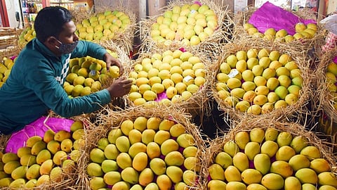 Alphonso Mango