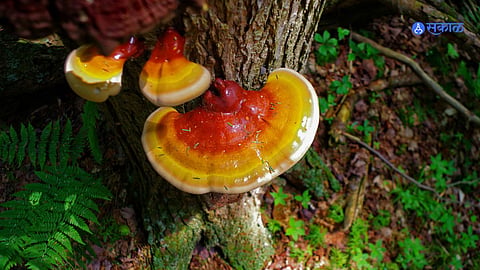 Reishi Mushroom