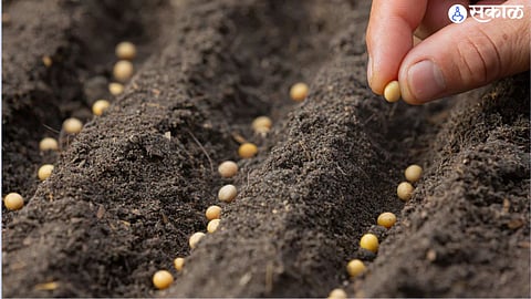 seeds