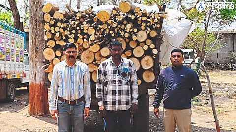 Tractors loaded with logs seized by forest department personnel.