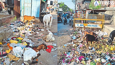 garbage can be seen in Maulviganj, Mamledar Kacheri area of the city