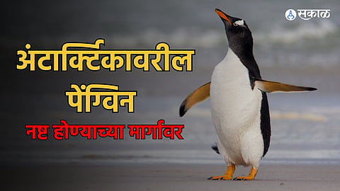 Antarctica Penguin