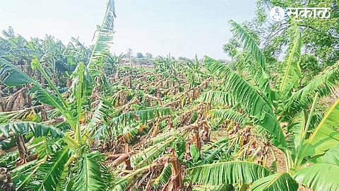 A banana plantation that was destroyed.