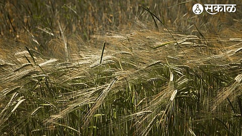 Unseasonal Rain Crop Damage