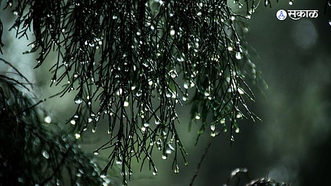 buldhana monsoon update kharif crops affect climate change