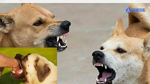 A boy injured in a stray dog attack in Jaysingpur as the city grapples with increasing dog-related incidents.