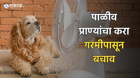 Summer Tips
