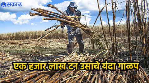 Sugarcane Production