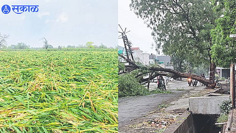 Damage to maize crop due to wind storm in the field.