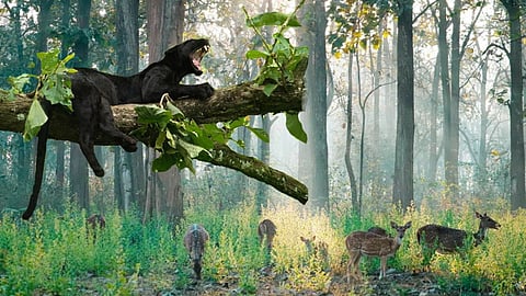 Sahyadri Forest