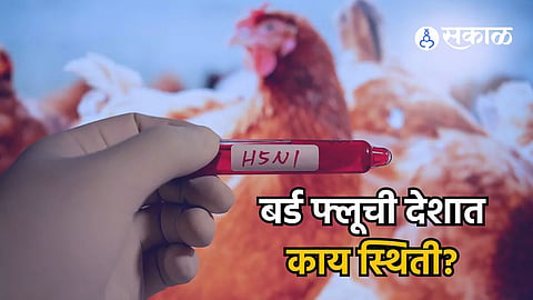bird flu