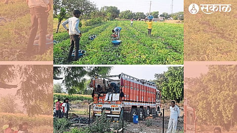 Workers cutting watermelons and loading them into trucks