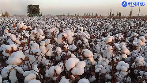 Cotton Crop