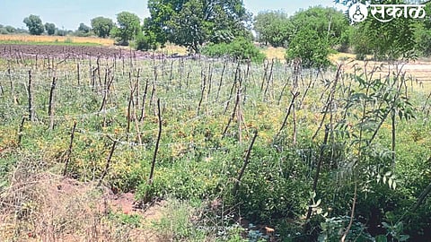 Ashok Mali has rejuvenated the tomato plantation in low water