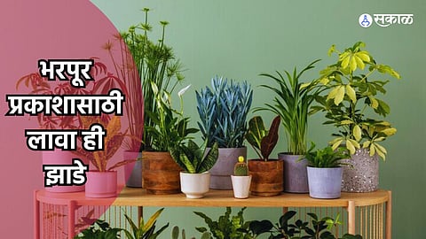 Indoor Plants