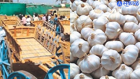 Garlic and wooden bullock carts