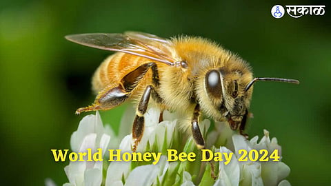 World Honey Bee Day 2024