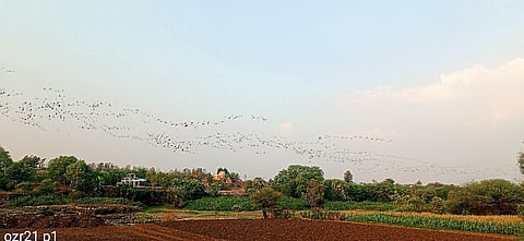 कुकडी नदीपात्र परिसरात पक्षांचा मुक्त संचार