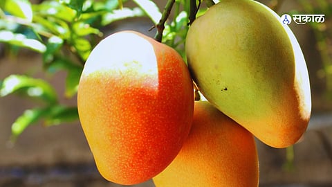 Mango Season