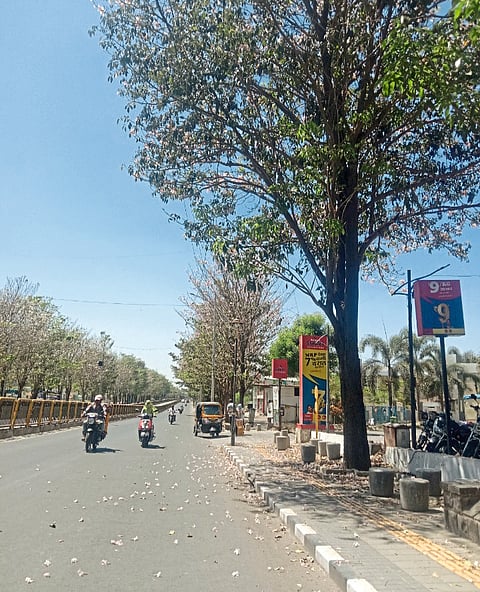 रावेतच्या बीआरटी मार्गावर निसर्गाक्डून फुलांची उधळण
