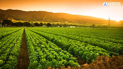 over 19 thousand farmers trapped in crop insurance policy agriculture nagpur