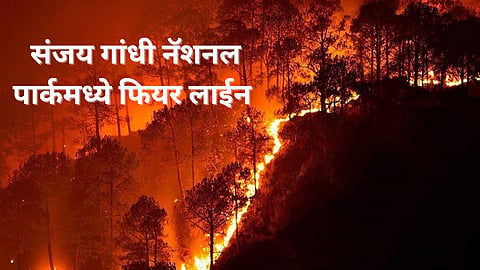 संजय गांधी नॅशनल पार्कमध्ये फायर लाईन आखण्यात आल्या.