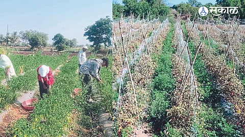 Heat-damaged tomato crop. Farmers cutting the chilli crop with the help of labourers.