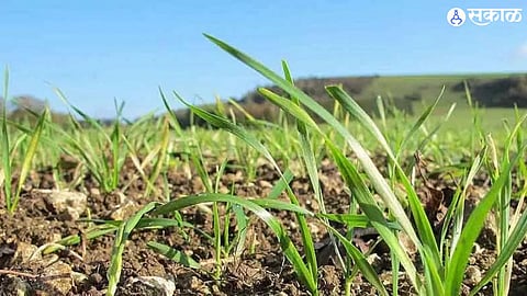 Rabi Crop
