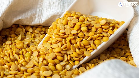 tur rate across 13 thousand farmer trader benefit yavatmal agriculture