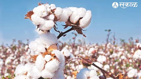 Cotton Crop