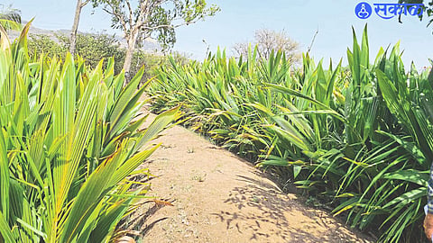 Coconut seedlings available for sale.