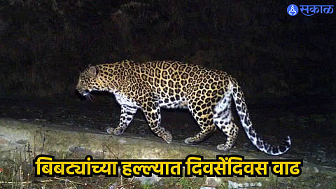 Pune Leopard