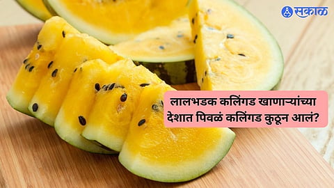 Yellow Watermelon