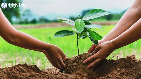 Tree Plantation