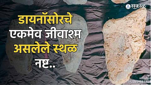 Dinosaur Fossil