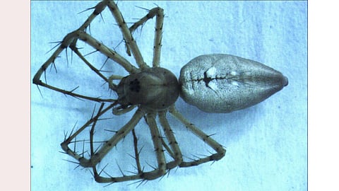 green lynx spider